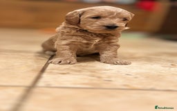 Mini Goldendoodle dogs for sale: Goldendoodle Puppies F2– Therapy & Support Dog Mum - Image 7