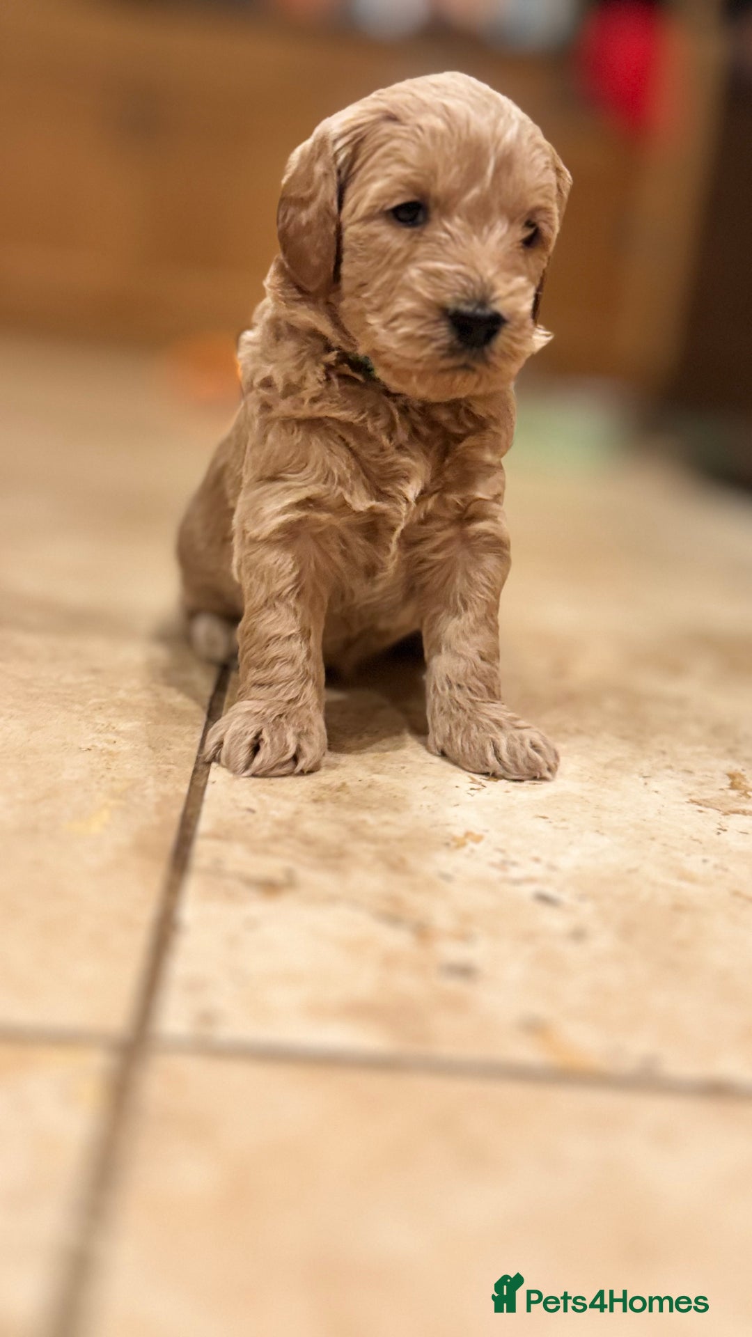 Mini Goldendoodle dogs for sale: Goldendoodle Puppies F2– Therapy & Support Dog Mum - Image 7