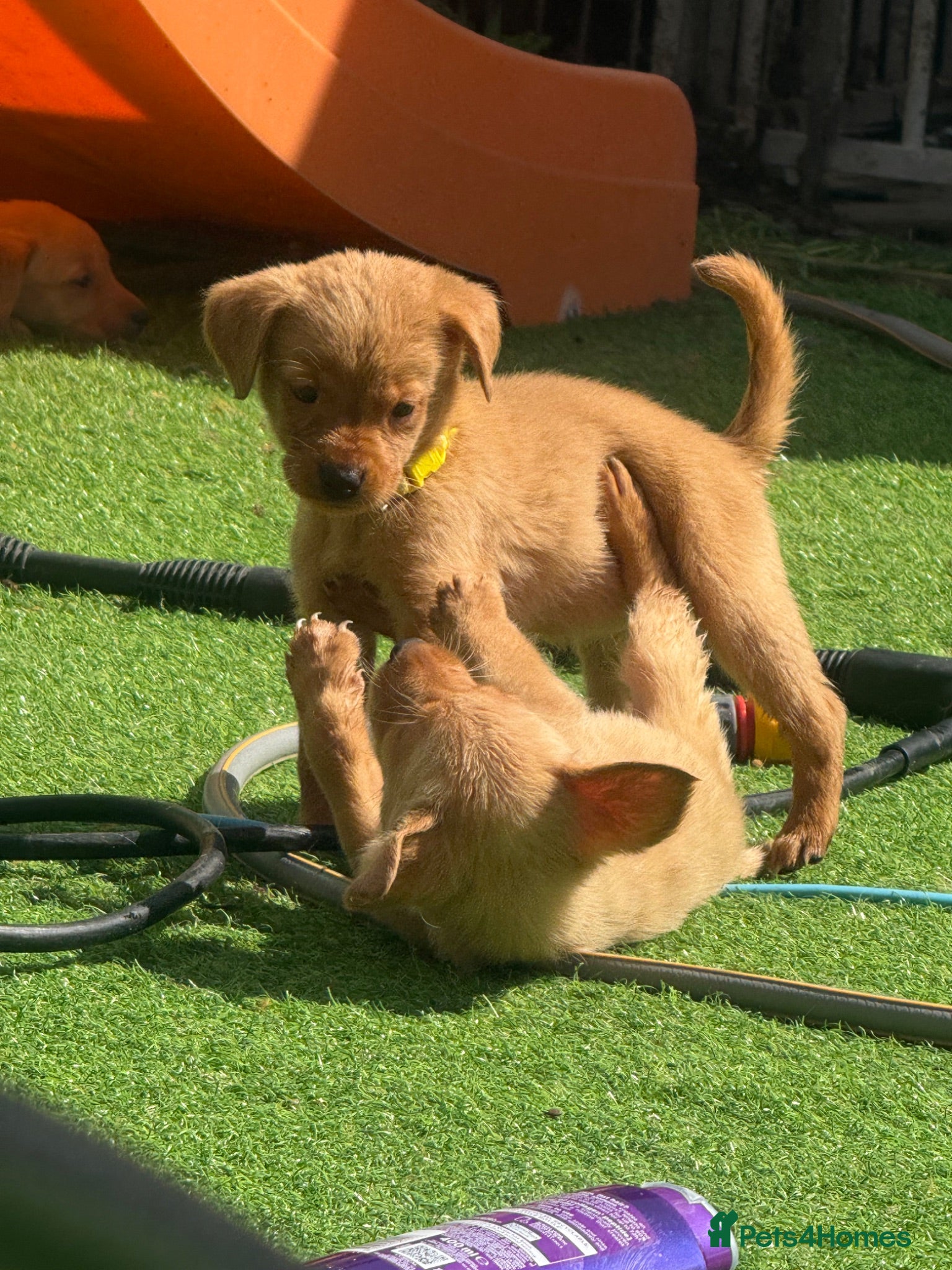 Labrador Retriever dogs KC registered Labradors  - Advert 1