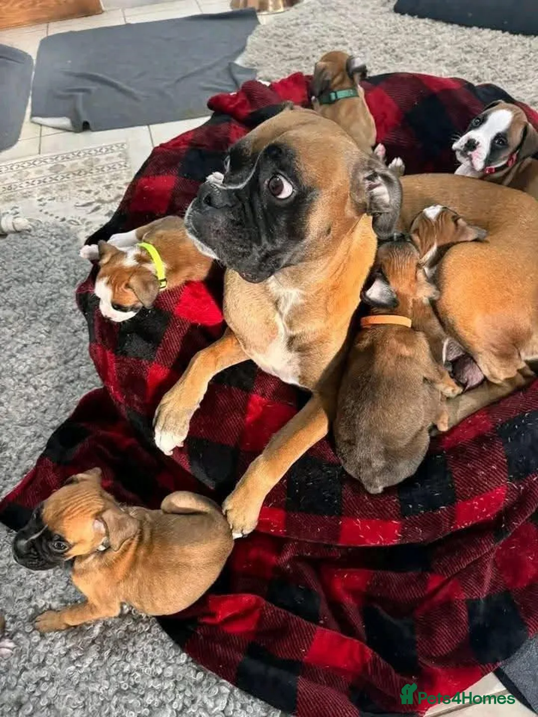 Boxer dogs for sale: !!Extremely Boxers Babies in Northampton - Advert 1