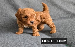 Toy Poodle dogs for sale: STUNNING RED TOY POODLE 🤩🐶 - Image 12