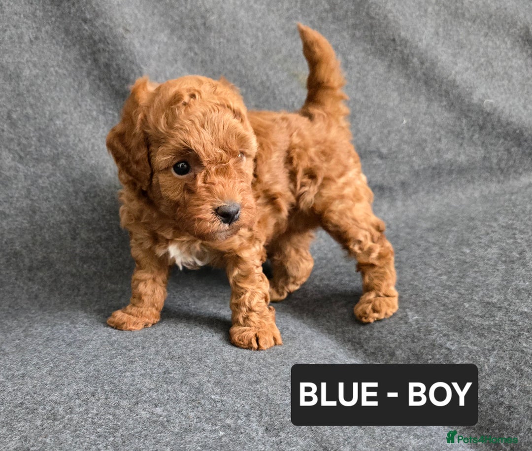Toy Poodle dogs for sale: STUNNING RED TOY POODLE 🤩🐶 - Image 12