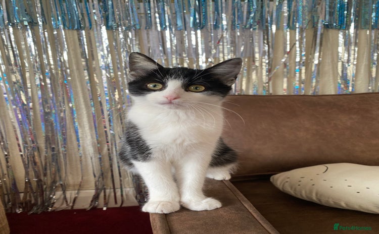 Mixed Breed cats - Advert 8
