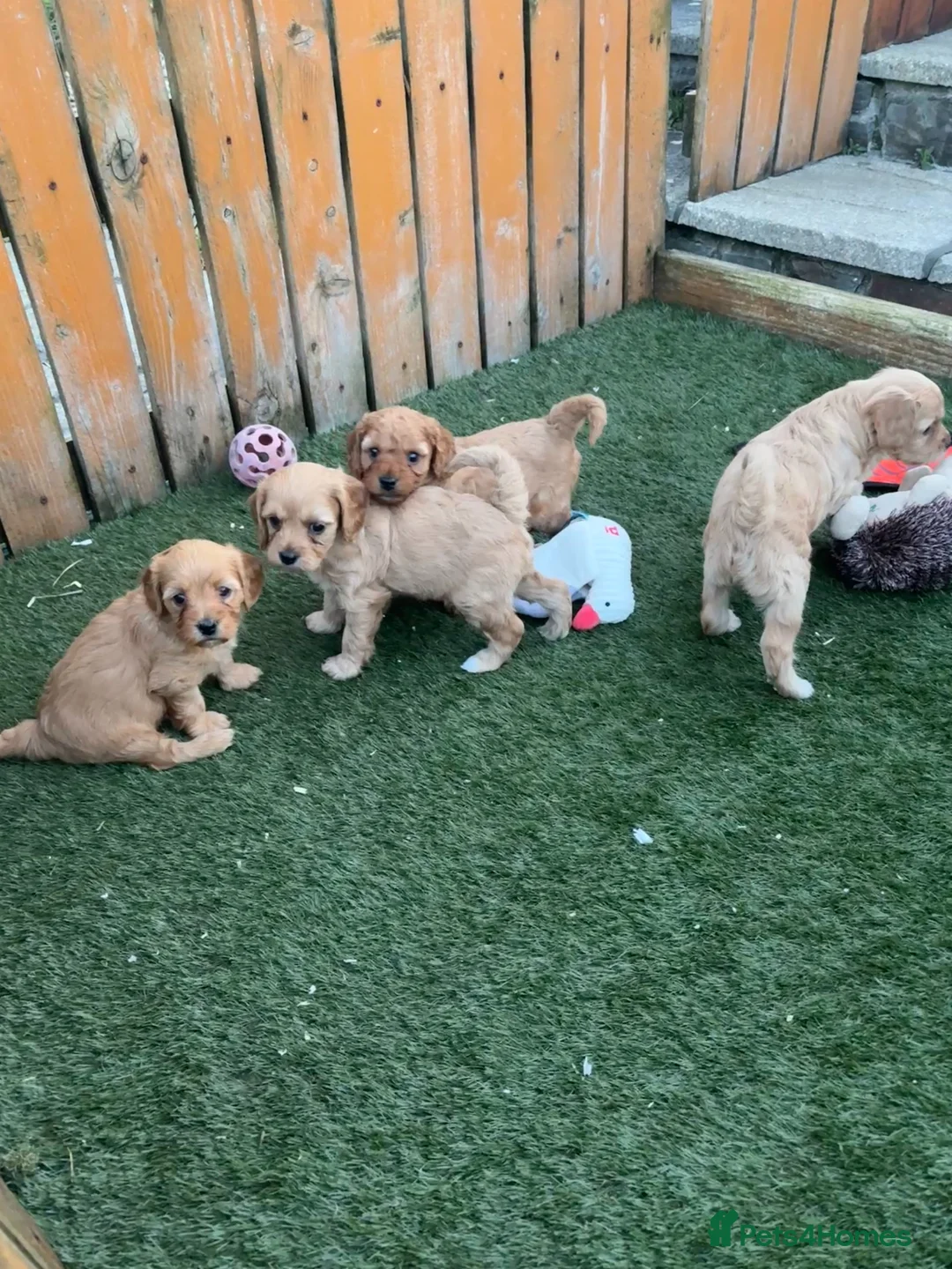 Cavapoochon dogs for sale: Stunning litter of Cavapoochon pups. - Advert 2
