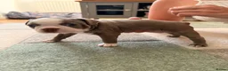 Boston Terrier dogs for sale: 8th Generation KC Reg Boston Terrier Puppies  - Advert 3