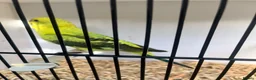 Budgerigars birds for sale: Stunning mutations  - Advert 24