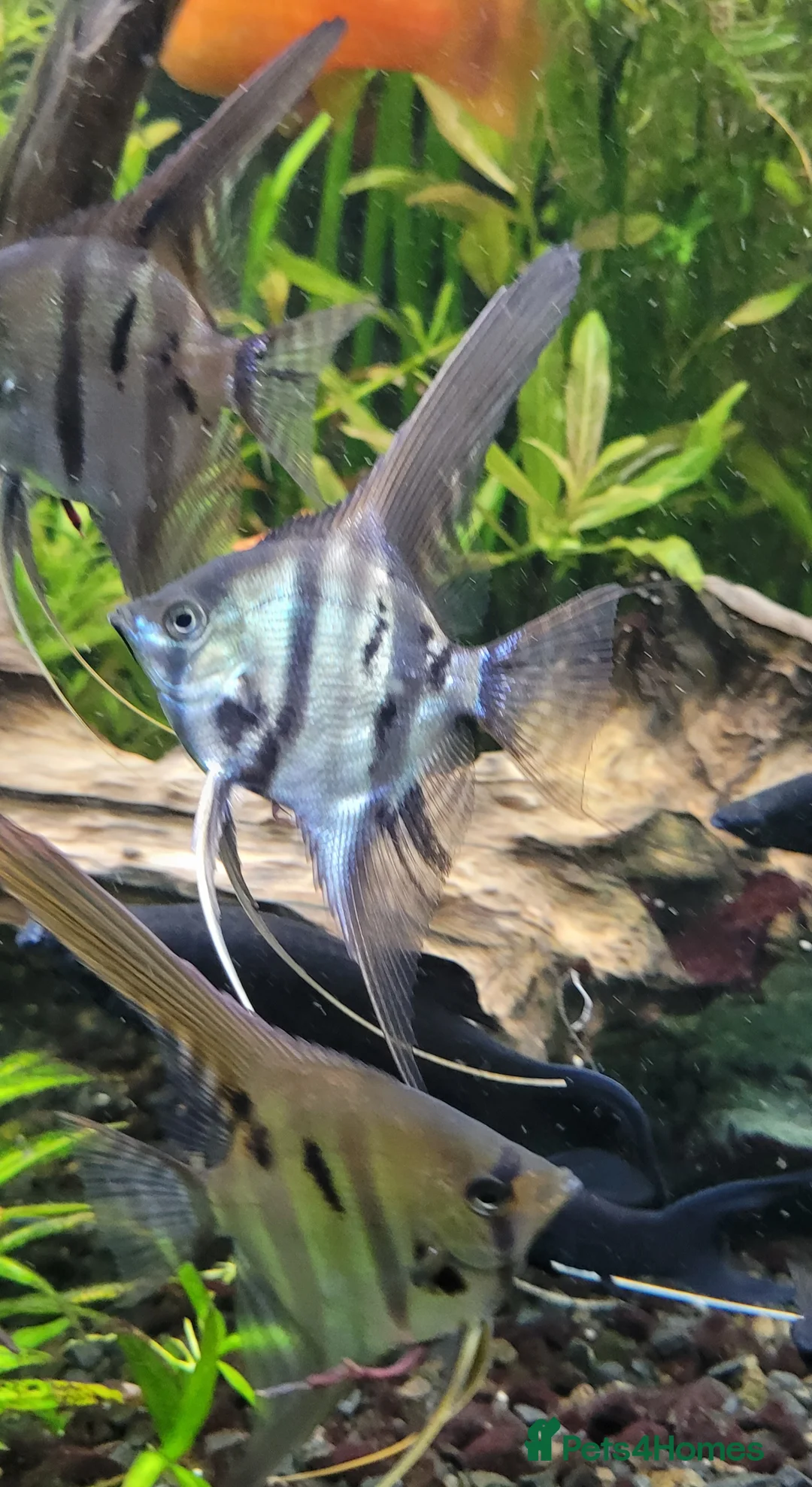 Angelfish fish for sale: Rare high wide fin stripes Angels - Advert 4