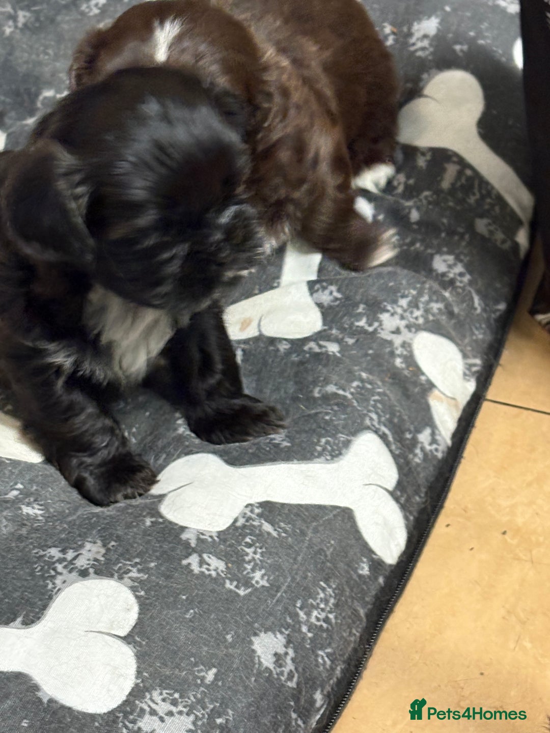 Shih Tzu dogs for sale: Beautiful shih tzu puppies for sale  - Image 9