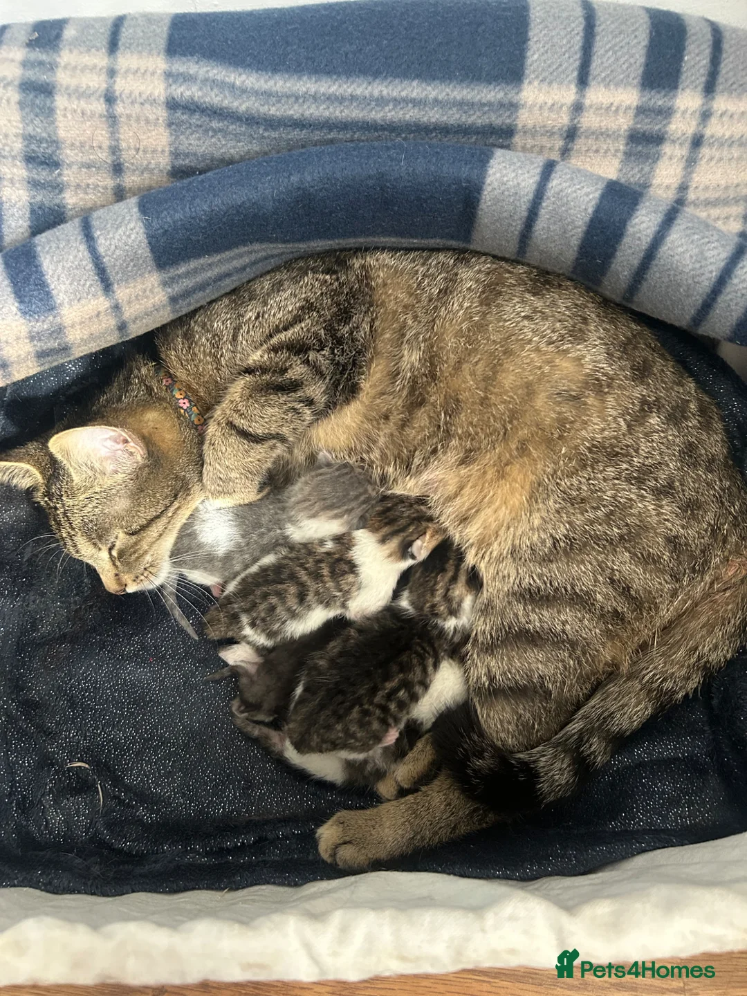 Mixed Breed cats for sale: Four Beautiful Kittens in Birmingham - Advert 2