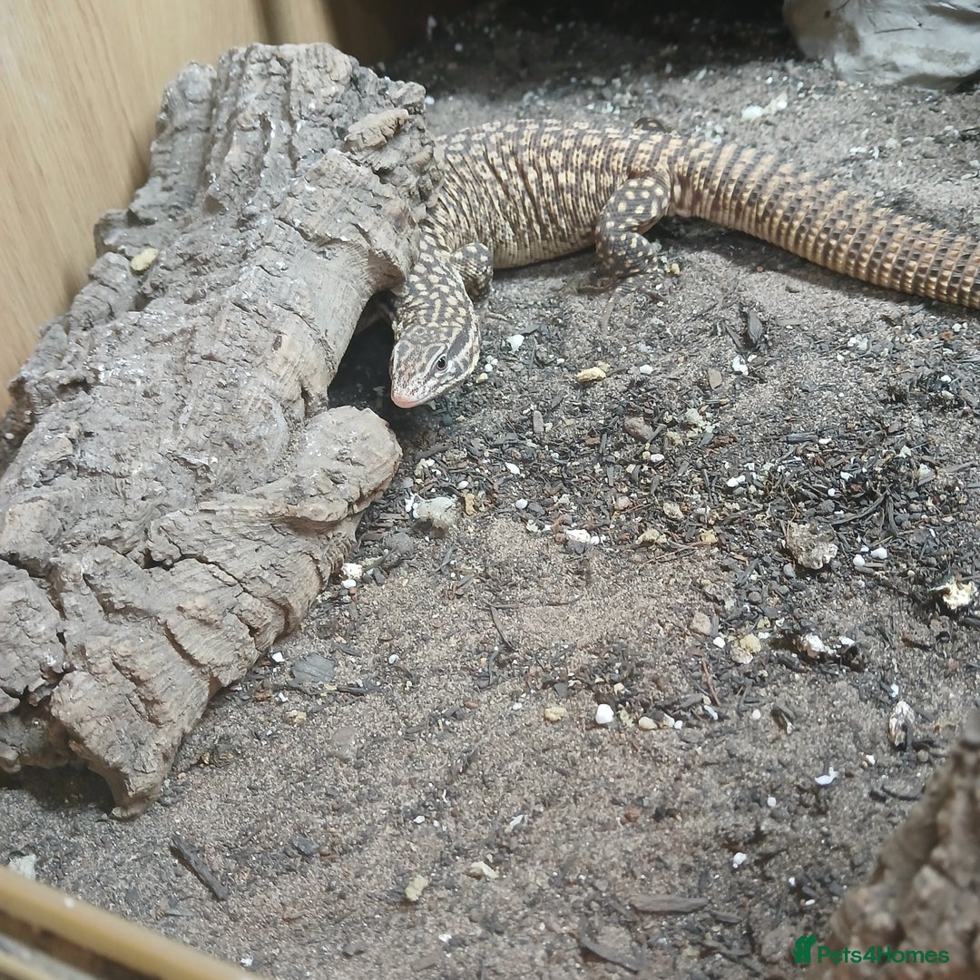 Monitor reptiles for sale: Yoshi the Akie monitor lizard - Advert 5