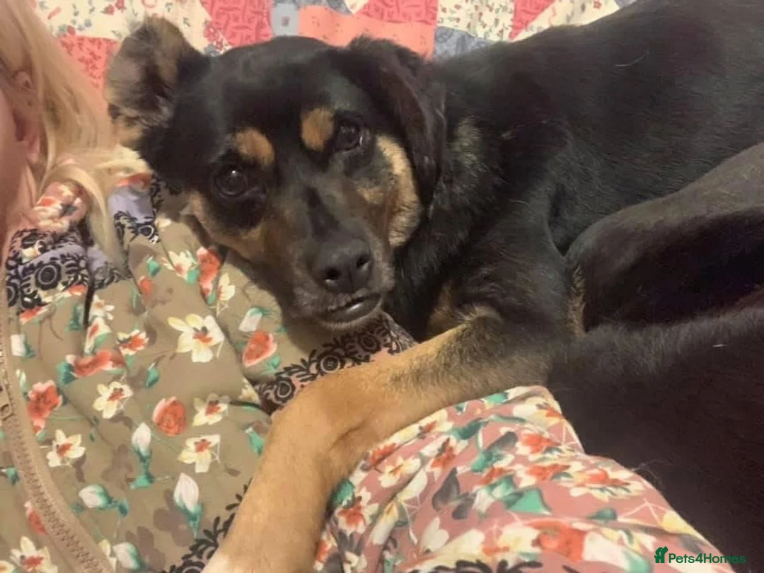 Mixed Breed dogs for adoption: Paddy - Norwich Norfolk  - Advert 10