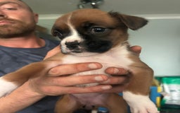 Boxer dogs for sale: Boxer puppy’s  - Image 7