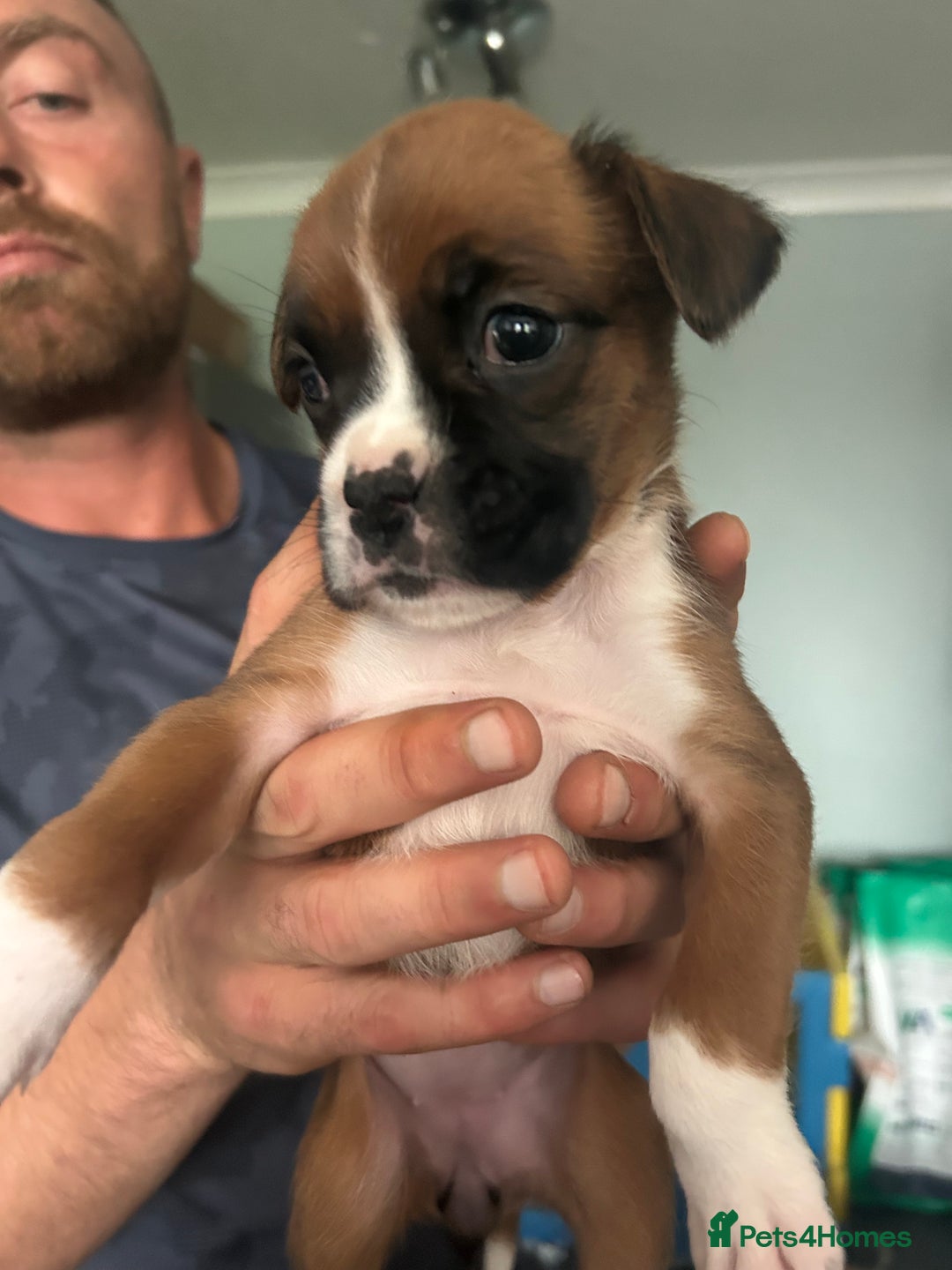 Boxer dogs for sale: Boxer puppy’s  - Image 7