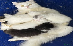 Turkish Angora cats for sale: Turkish Angora x Persian  - Image 9