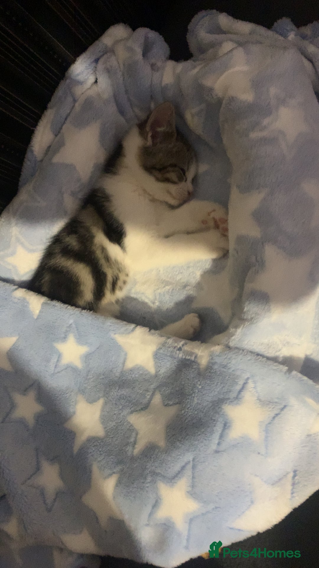 Mixed Breed cats for sale: Beautiful kitten for sale  - Advert 3