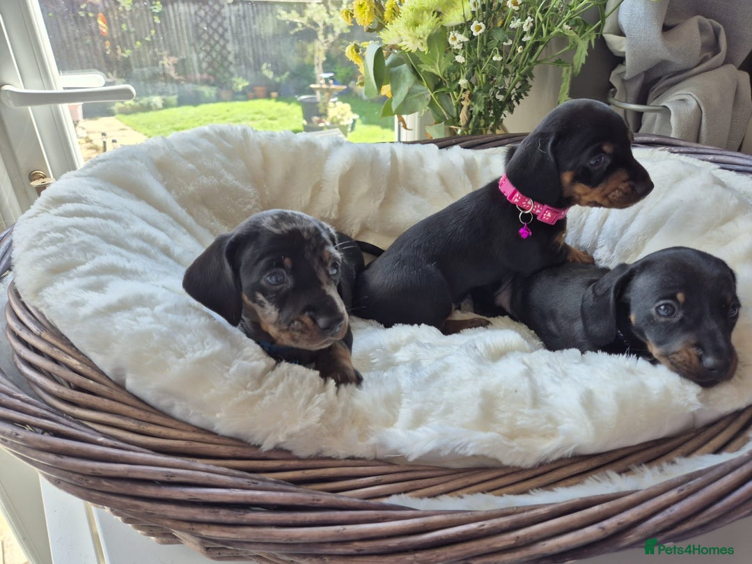 Miniature Dachshund dogs for sale: Stunning Pedigree Miniature Dachshund pups  - Image 8