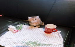 Ragdoll cats for sale: 🐾Fluffy Little Dreamers Are Here!🐈 - Image 22