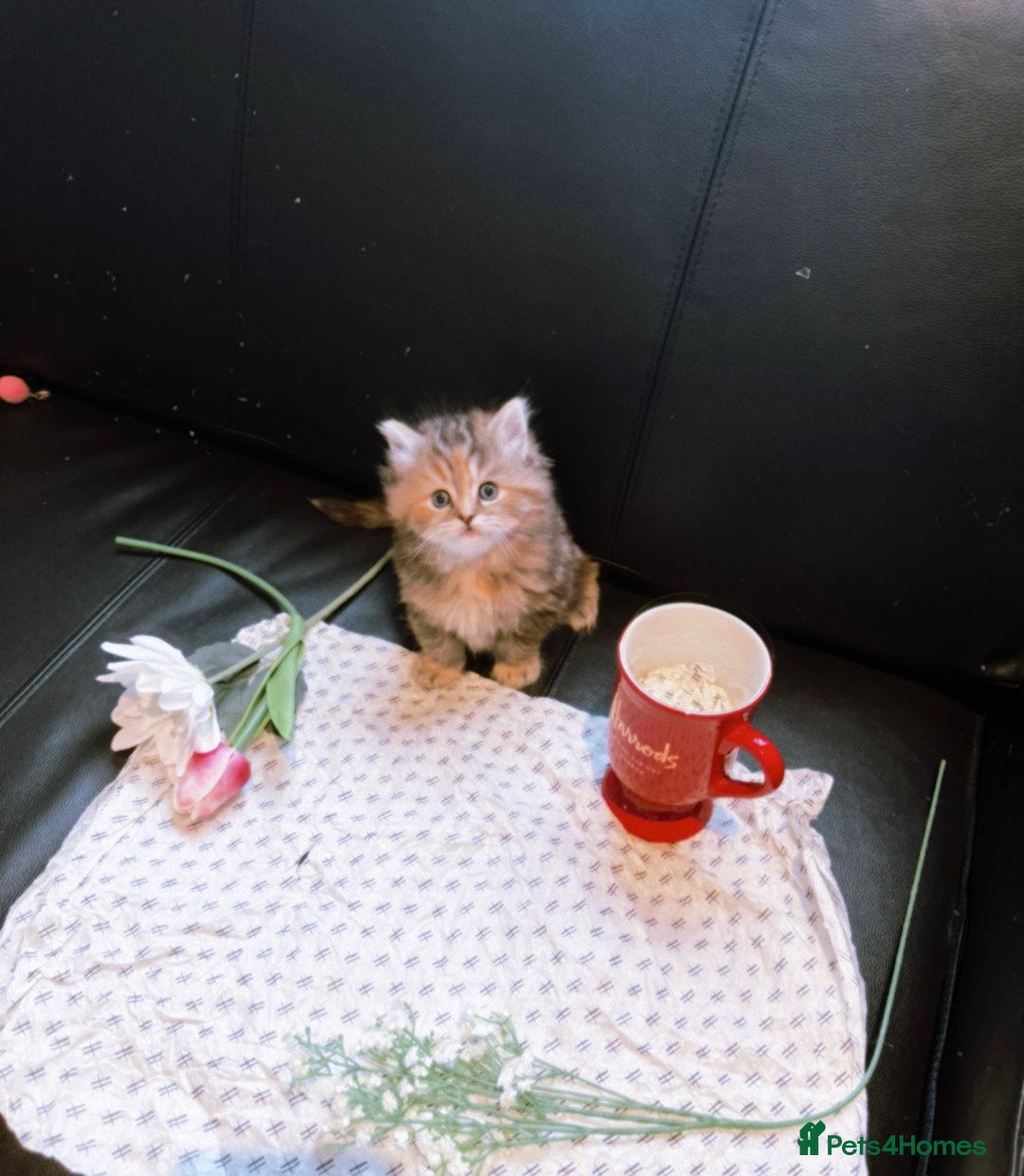 Ragdoll cats for sale: 🐾Fluffy Little Dreamers Are Here!🐈 - Image 22