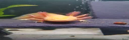 Axolotl reptiles for sale: 7 baby axolotls in Sunderland - Advert 7