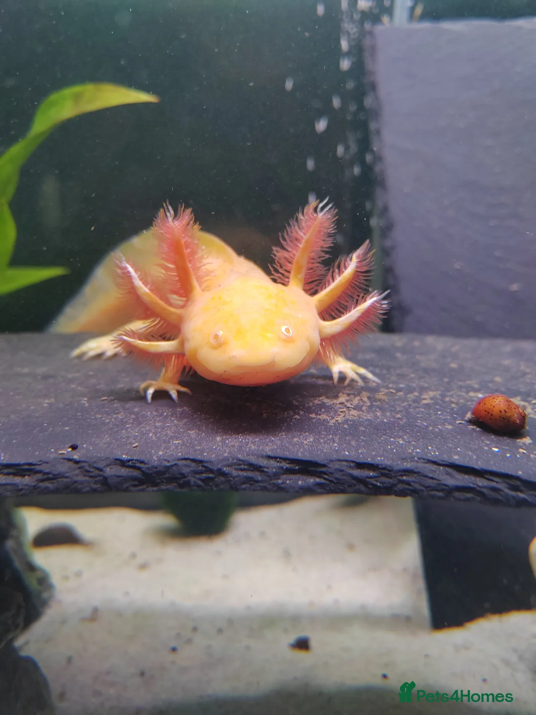 Axolotl reptiles for sale: 7 baby axolotls in Sunderland - Advert 7
