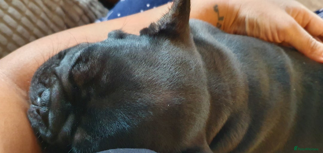 French Bulldog dogs for sale: 1 Black Male French Bulldog - Advert 4
