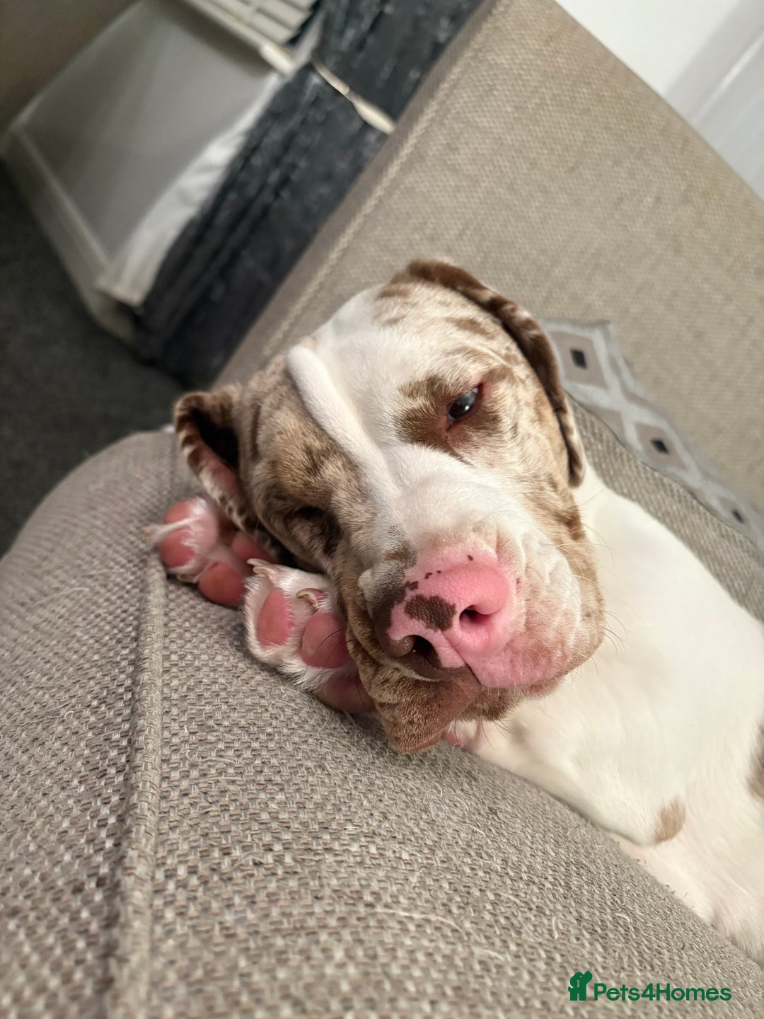 Mixed Breed dogs for sale: Old English bulldogge x miniature dachshund  - Image 4