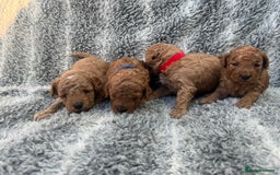 Cavapoo dogs for sale: F1b Teddy bear cavapoos Red & Apricot ❤️🧡 - Advert 7