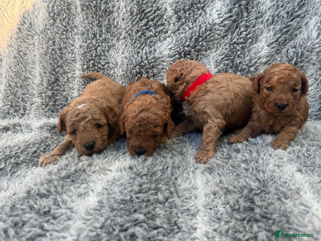 Cavapoo dogs for sale: F1b Teddy bear cavapoos Red & Apricot ❤️🧡 - Advert 7