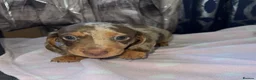 Miniature Dachshund dogs for sale: Beautiful miniature Dachshund ready 4 loving home - Advert 6