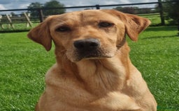 Labrador Retriever dogs for sale: Last girl remaining  - Image 4