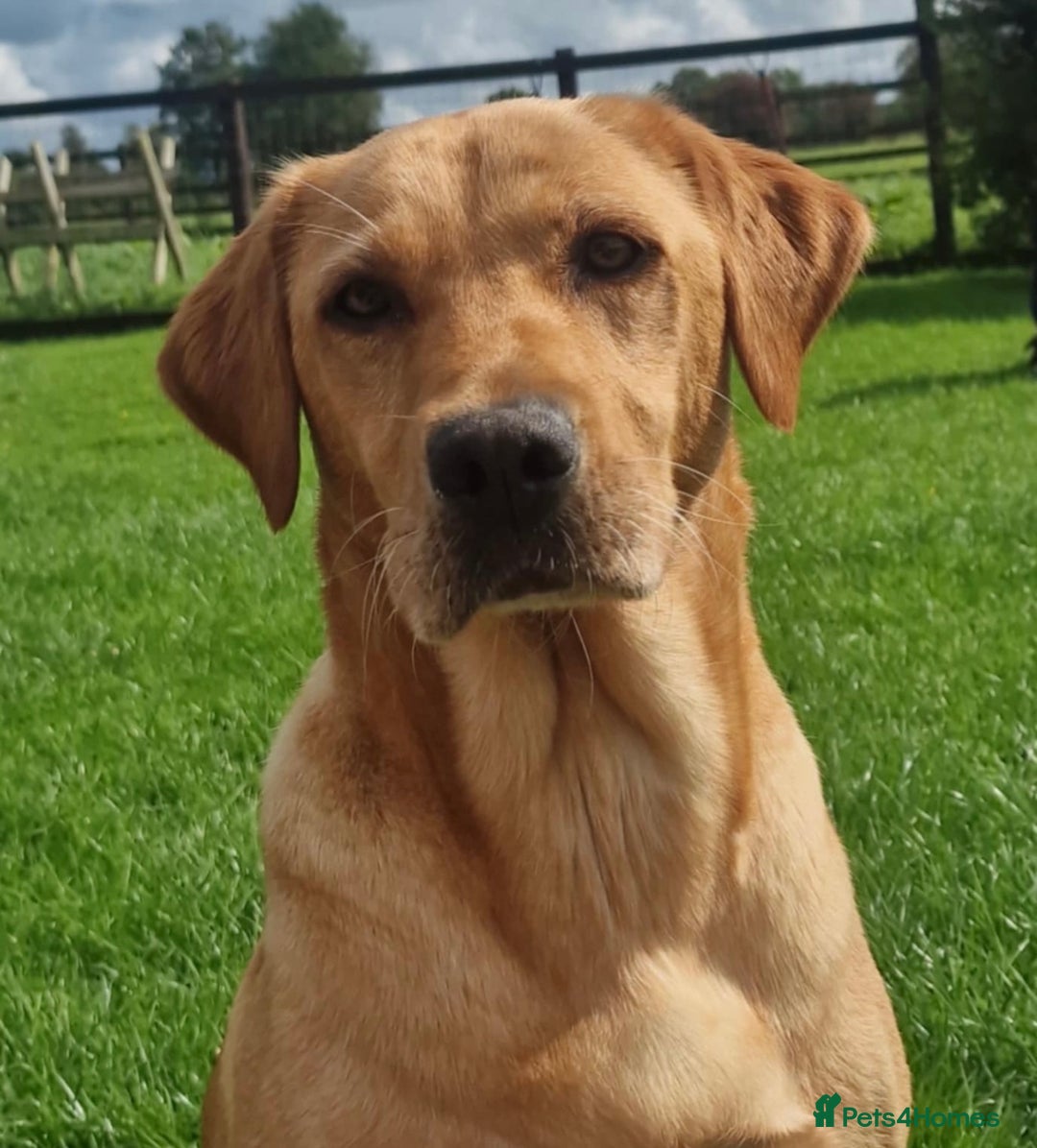 Labrador Retriever dogs for sale: Last girl remaining  - Image 4