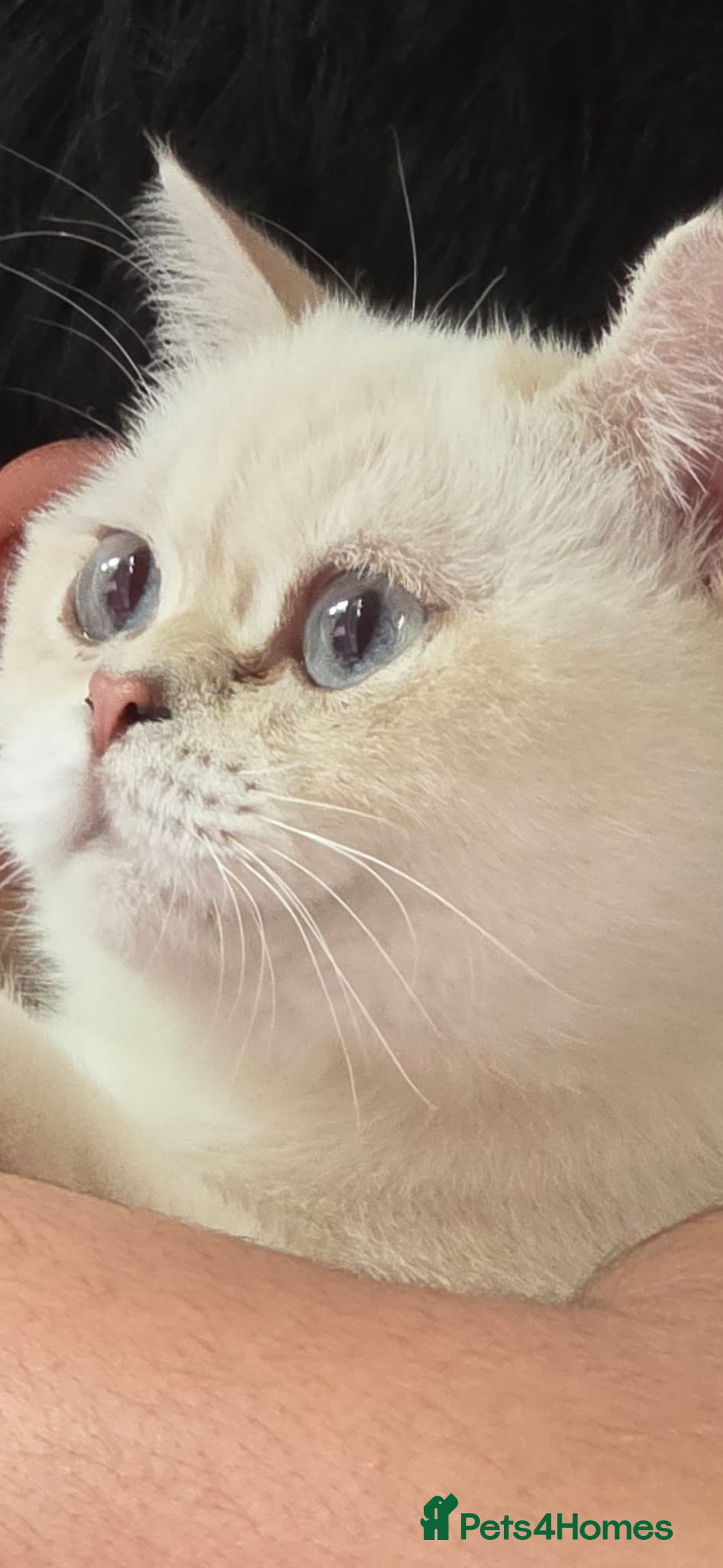 British Shorthair cats for sale: CUTE BRITISH SHORT HAIR LOOKING FOR FOREVER HOME - Image 4