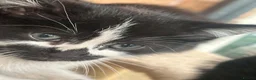 Mixed Breed cats for sale: Kittens  - Advert 12