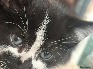 Mixed Breed cats Kittens - Advert 6