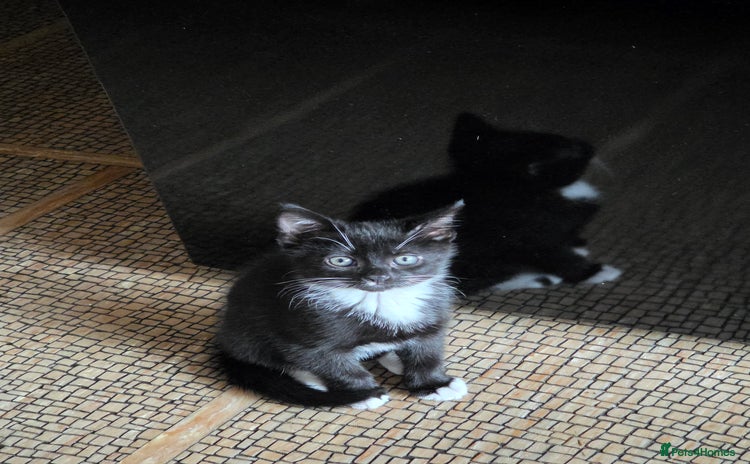 Domestic Shorthair cats - Advert 1