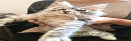 Maine Coon cats for sale: ❤️𝕾𝖙𝖚𝖓𝖓𝖎𝖓𝖌❤️ Maine Coon Kittens Ready - Advert 13