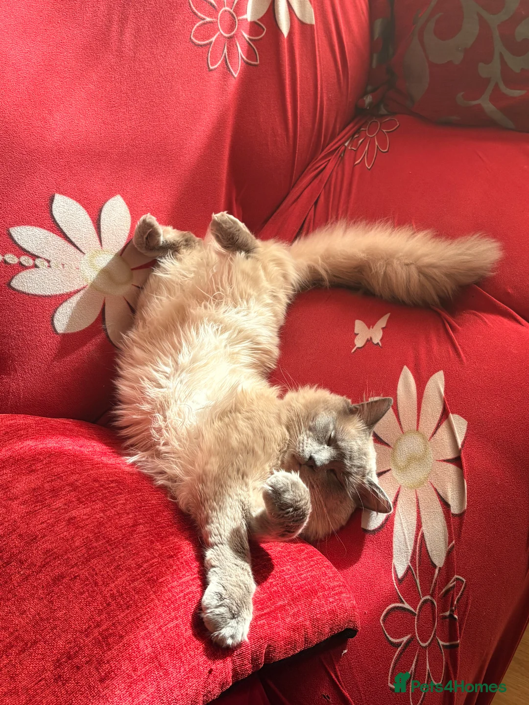 Ragdoll cats for sale: ragdoll boy  - Advert 8