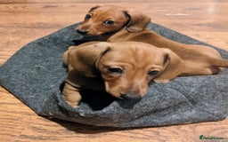 Miniature Dachshund dogs for sale: smooth miniature dachshund   - Advert 5