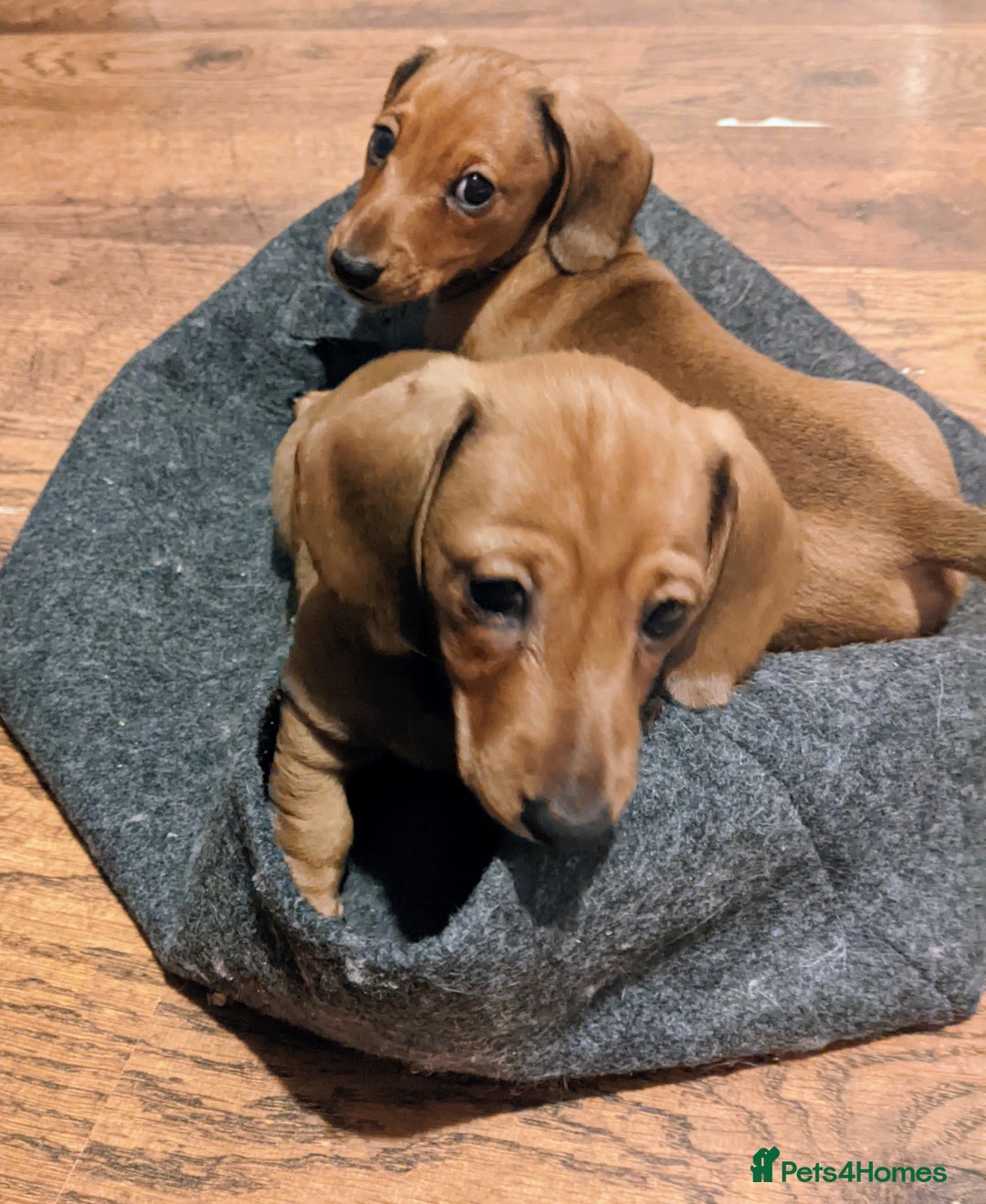 Miniature Dachshund dogs for sale: smooth miniature dachshund   - Advert 5