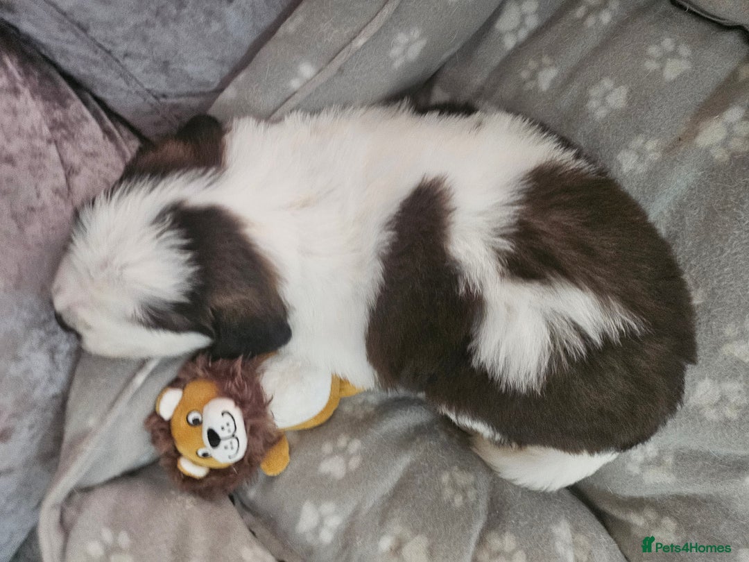 Saint Bernard dogs for sale: 🐾Saint Bernard Puppies🐾 - Image 11