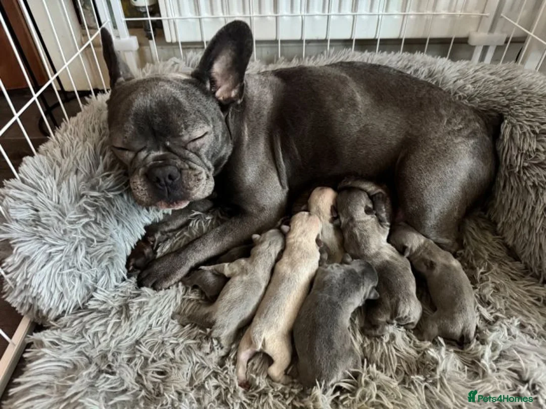 French Bulldog dogs for sale: Beautiful French Bulldog Puppies Available in Leicester - Advert 2