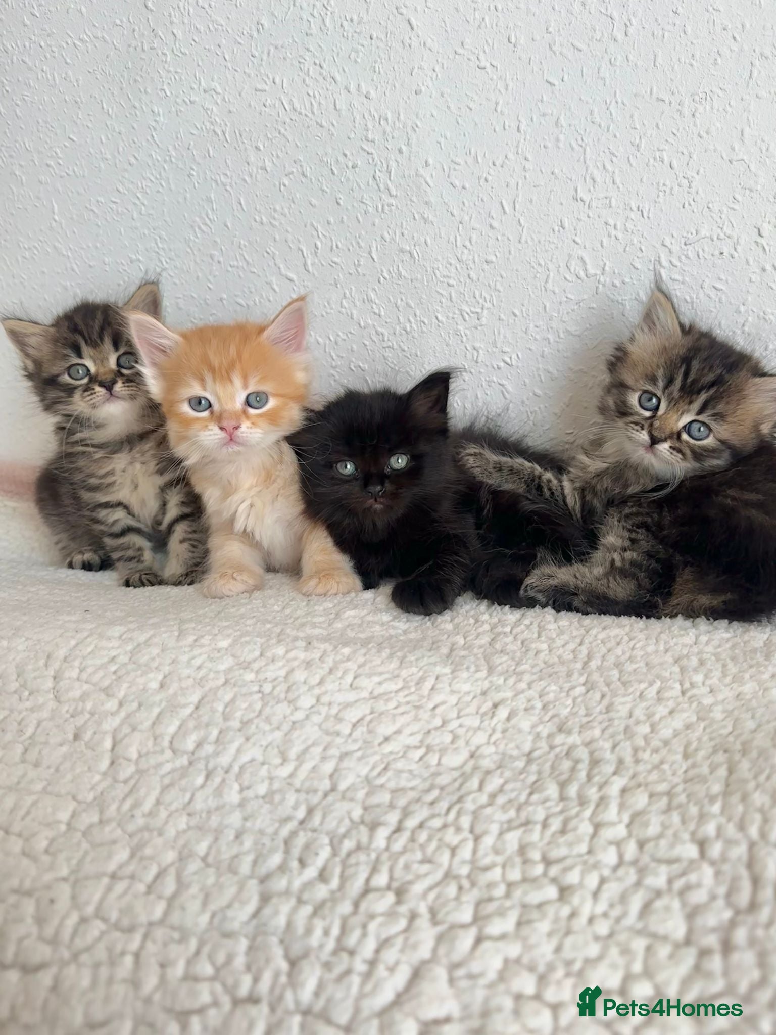 Siberian cats Beautiful Siberian Kittens - Advert 1