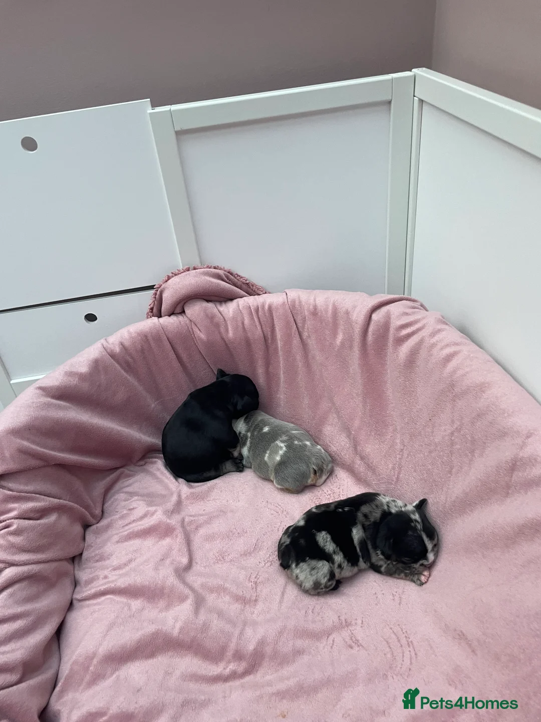 French Bulldog dogs for sale: 3 stunningly unique coloured stocky frenchies - Advert 3