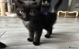 Mixed Breed cats for sale: Adorable kittens for sale  - Image 5