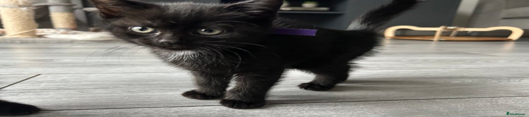 Purple-Black Girl 