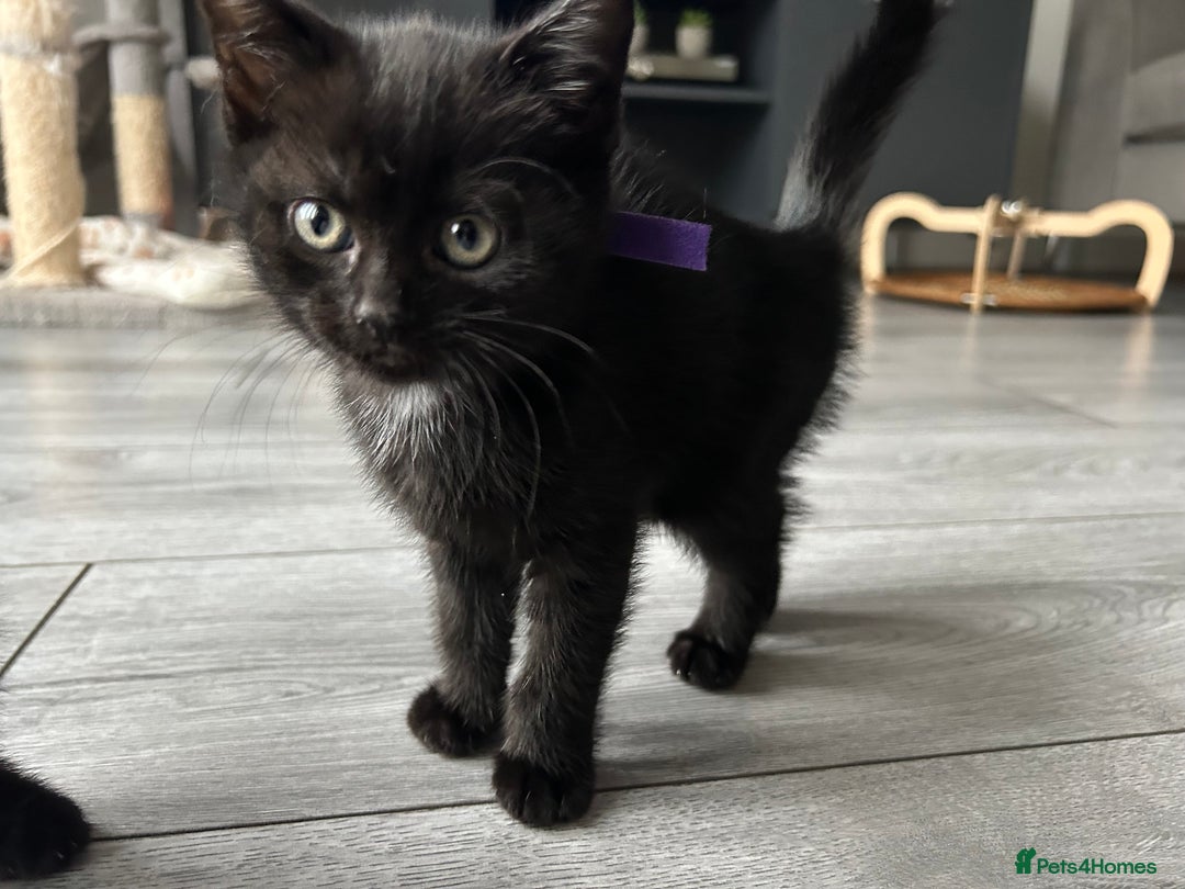 Mixed Breed cats for sale: Adorable kittens for sale  - Image 5