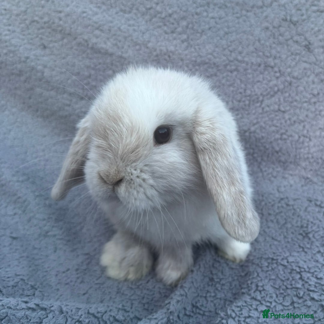 Mini Lop rabbits for sale: Purebred mini lops - Image 5