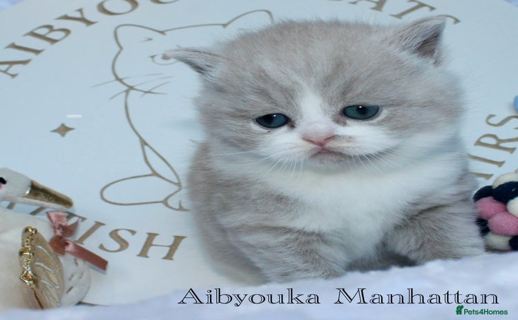 British Shorthair cats ✨ Gccf Champion Parents. Lilac bi colour male ✨ - Advert 1