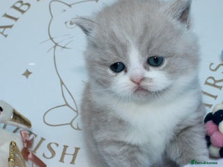 British Shorthair cats ✨ Gccf Champion Parents. Lilac bi colour male ✨ - Advert 10