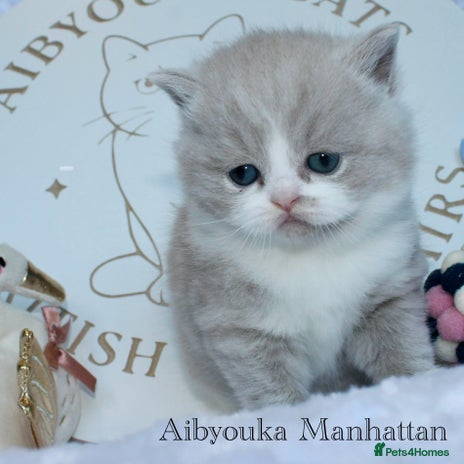 British Shorthair cats ✨ Gccf Champion Parents. Lilac bi colour male ✨ - Advert 2